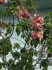 Mussaenda philippica