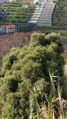 Olea europaea cerasiformis