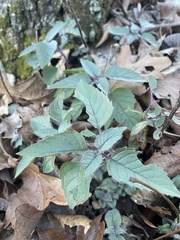 Monarda stipitatoglandulosa