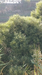 Olea europaea cerasiformis