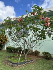 Mussaenda philippica