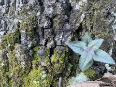 Monarda stipitatoglandulosa
