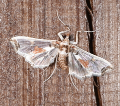 Neoleucinodes