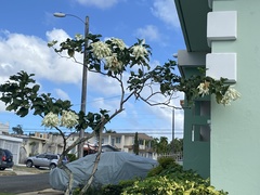 Mussaenda philippica