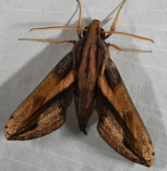 Xylophanes xylobotes