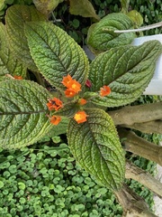 Chrysothemis pulchella