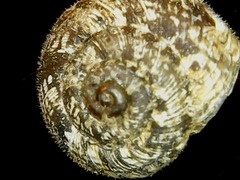 Microxeromagna lowei