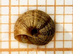 Microxeromagna lowei