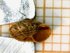 Microxeromagna lowei