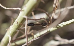 Asteromyia chrysothamni