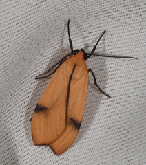Eucereon apicalis