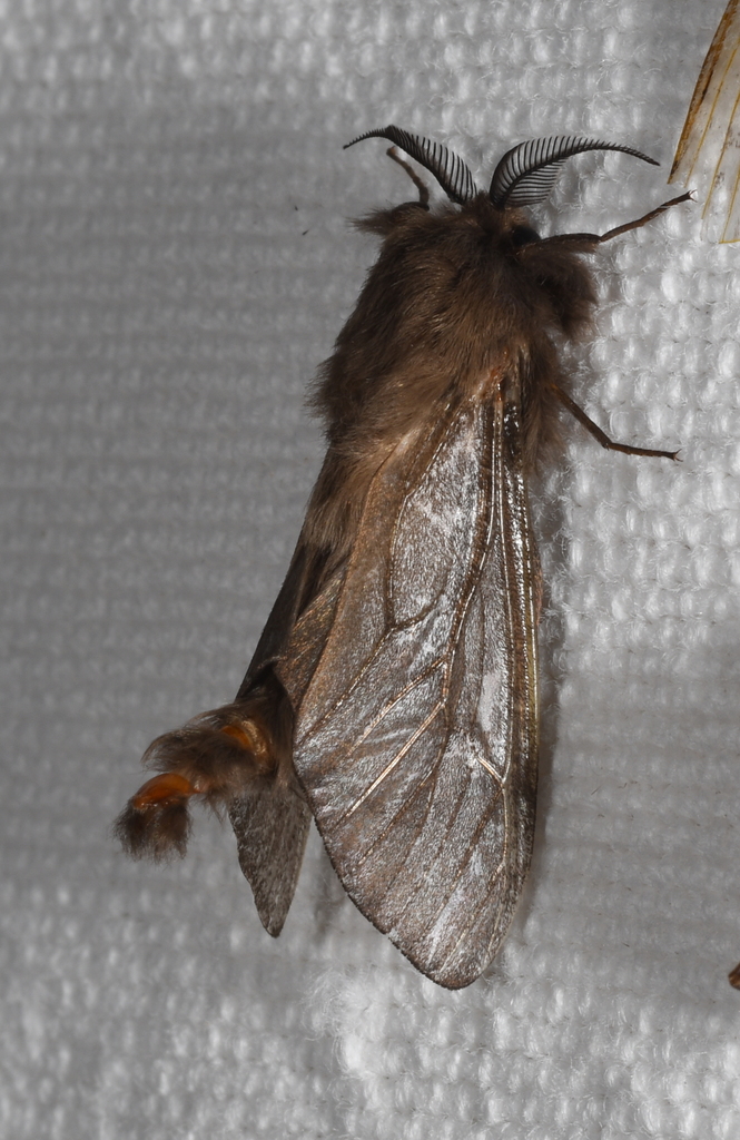 Oiketicus geyeri