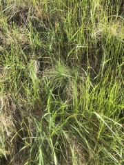 Festuca idahoensis