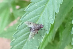 Anthomyia punctipennis