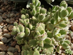 Cotyledon tomentosa