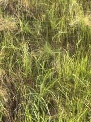 Festuca idahoensis