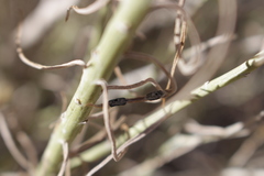 Asteromyia chrysothamni