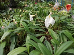 Masdevallia