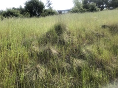 Festuca idahoensis