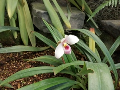 Phragmipedium schlimii
