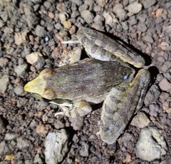 Ptychadena newtoni