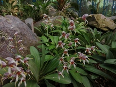 Maxillaria spilotantha