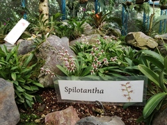 Maxillaria spilotantha