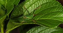 Megatympanon speculatum