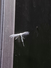 Pterophorus niveodactyla