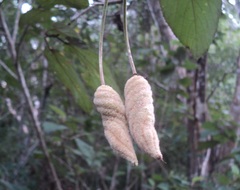 Helicteres baruensis