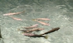 Ellochelon vaigiensis