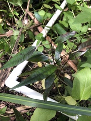 Passiflora tetrandra