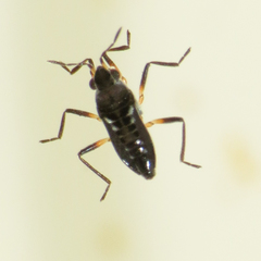 Microvelia buenoi