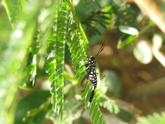 Horama plumipes