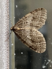 Operophtera occidentalis