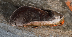 Hemicephalis