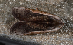 Hemicephalis