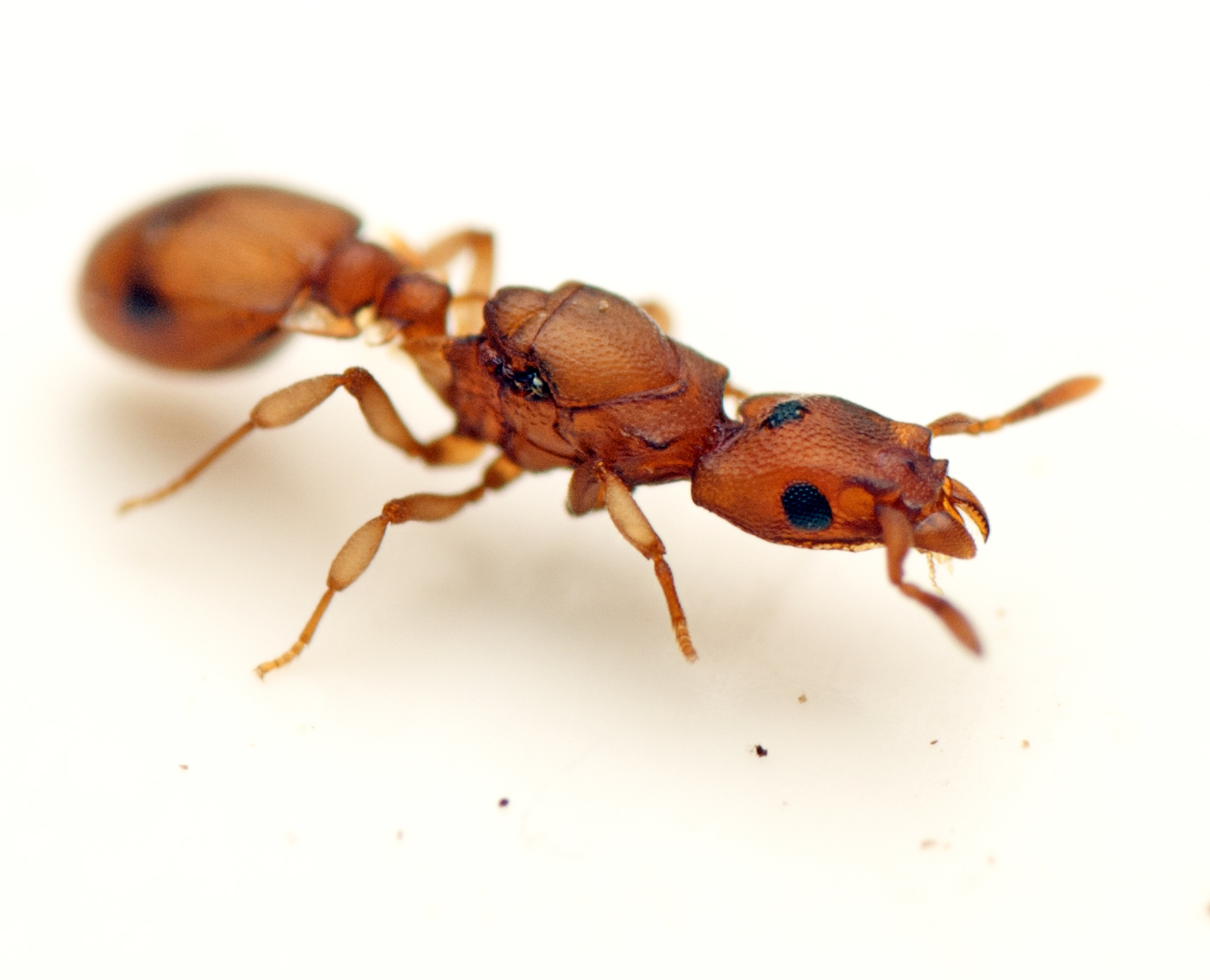 Colobostruma unicorna