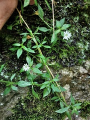 Stellaria flaccida