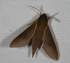 Xylophanes porcus