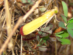 Oncocera semirubella