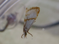 Pseudargyria interruptella