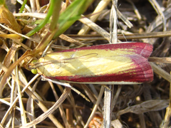 Oncocera semirubella