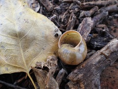 Helminthoglypta berryi