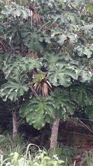 Cecropia saxatilis