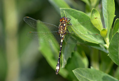 Gomphomacromia paradoxa