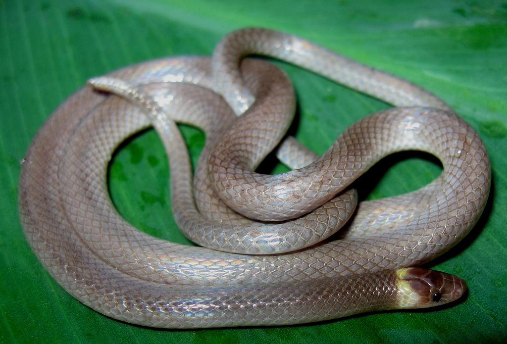 Pacific Longtail Snake