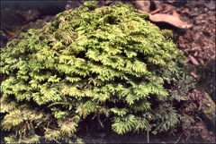 Hypopterygium didictyon