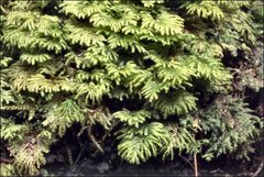 Hypopterygium didictyon