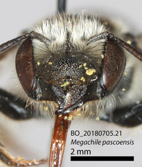 Megachile pascoensis